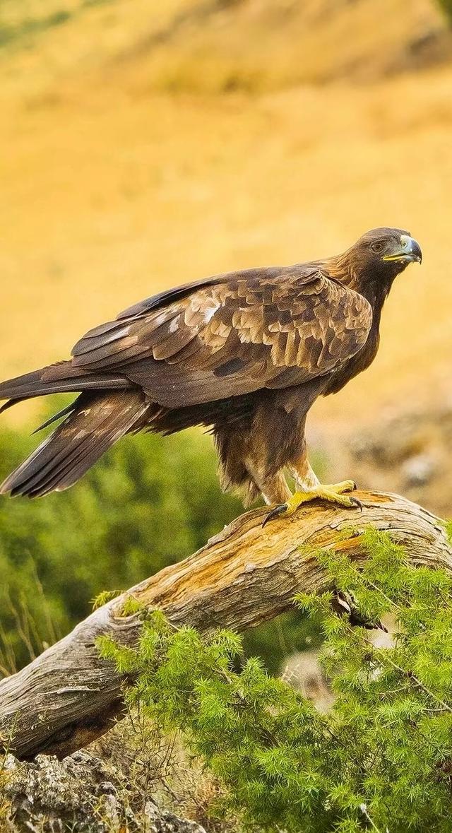 老鹰视大自然从初露锋芒乌鸥 老鹰视大自然从初露锋芒乌鸥